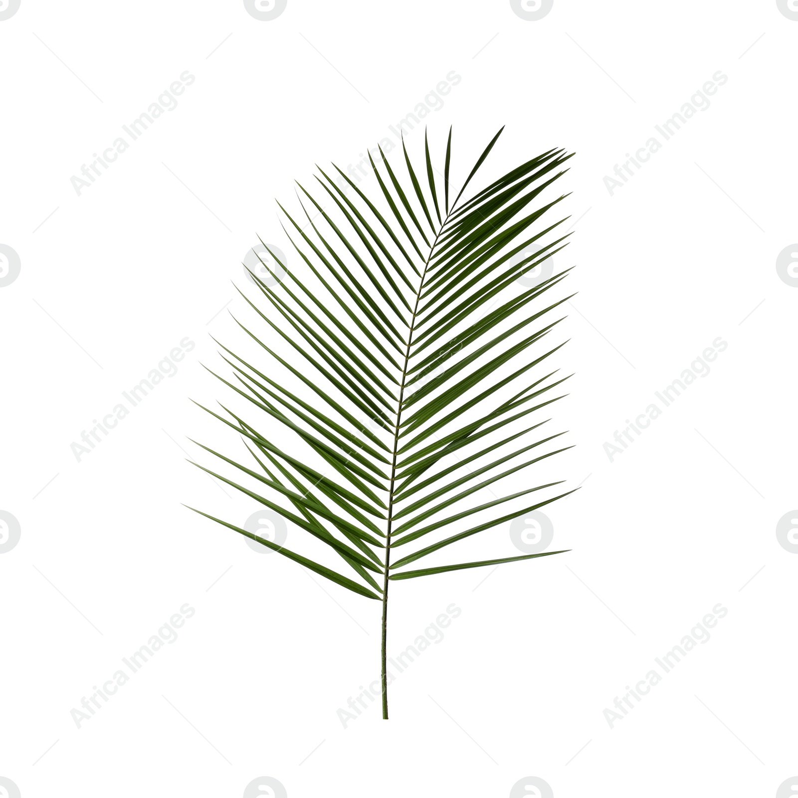 Photo of Lush green branch of palm isolated on white