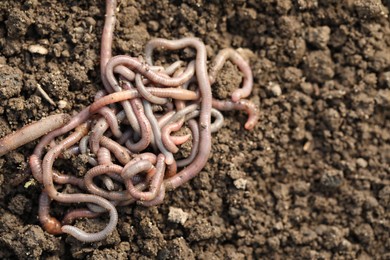 Photo of Many worms on wet soil, above view. Terrestrial invertebrates