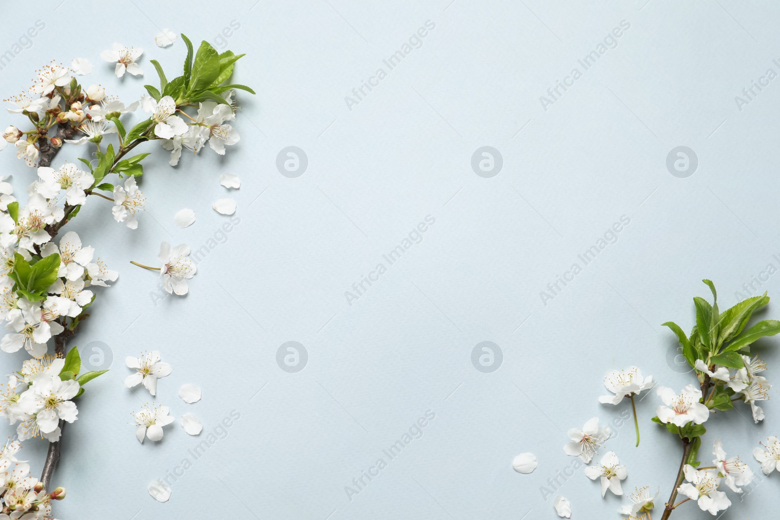 Photo of Blossoming spring tree branches as borders on light background, flat lay. Space for text