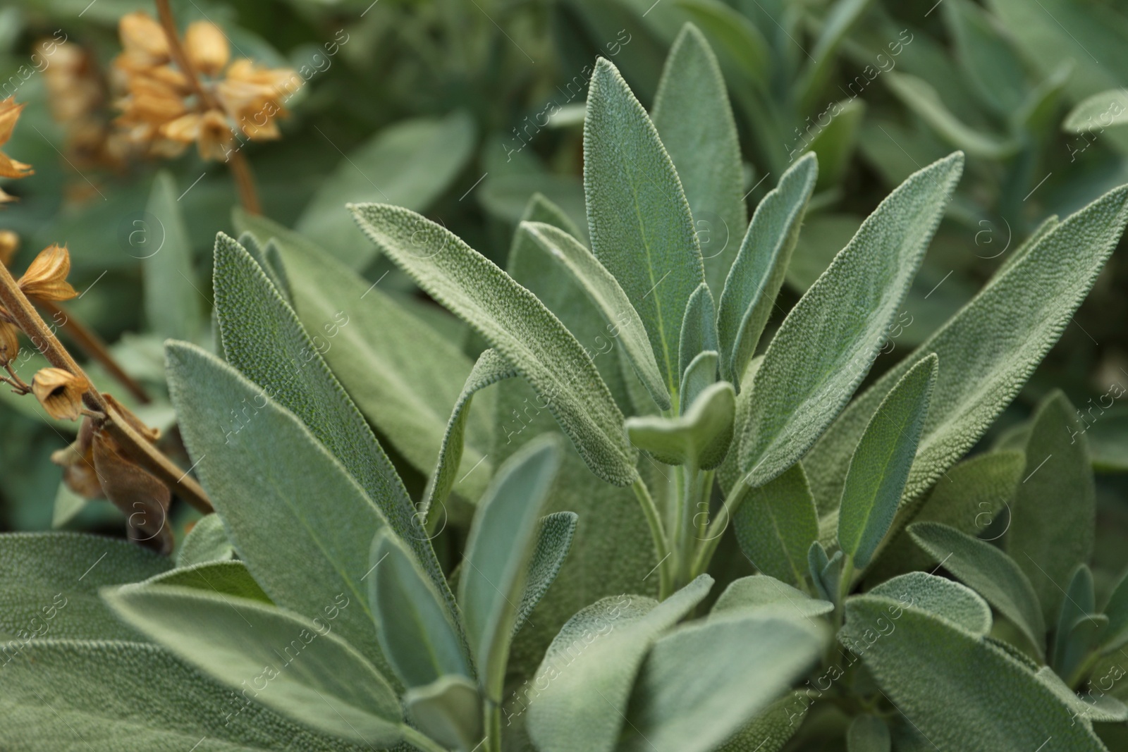 Photo of Beautiful sage with green leaves growing outdoors, closeup