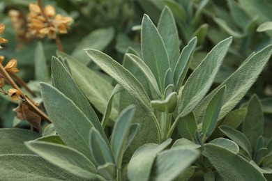 Beautiful sage with green leaves growing outdoors, closeup