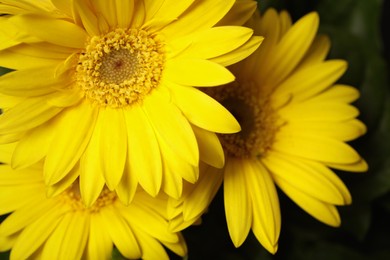 Photo of Beautiful yellow gerbera flowers on blurred background, closeup. Space for text