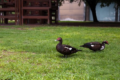 Two black Muscovy ducks on green lawn