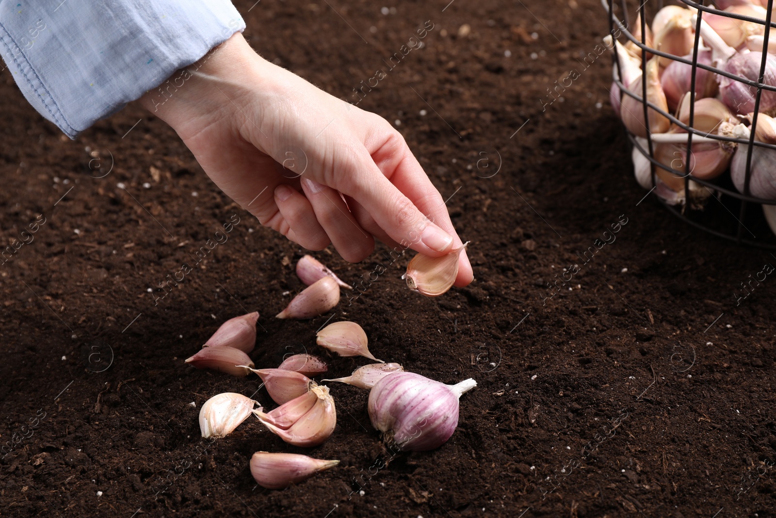 Photo of Woman planting garlic cloves into fertile soil, closeup