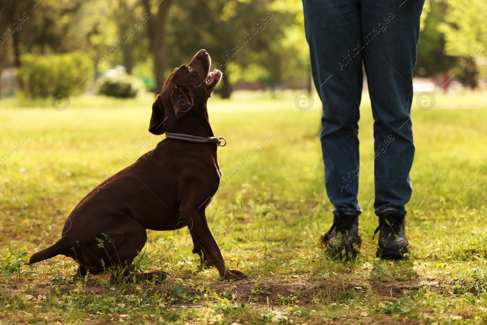 Photo of Woman with her cute German Shorthaired Pointer dog in park on spring day, closeup