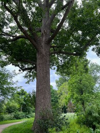 Photo of Beautiful tree with green leaves outdoors, low angle view