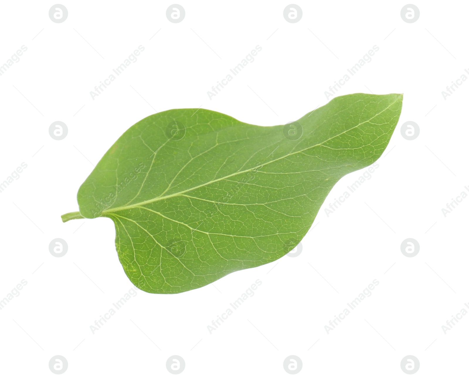 Photo of One green lilac leaf isolated on white