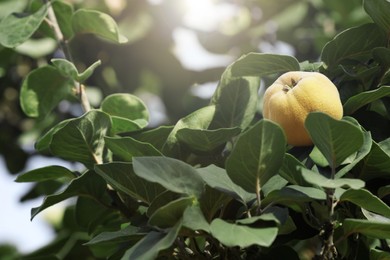 Photo of Closeup view of quince tree with ripening fruit outdoors