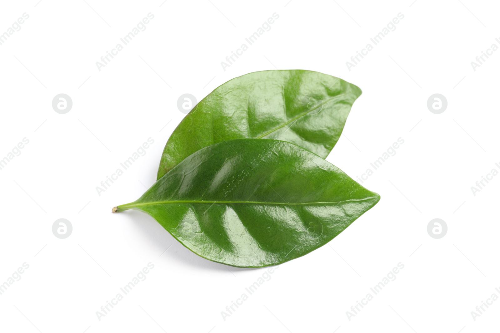 Photo of Fresh green coffee leaves isolated on white