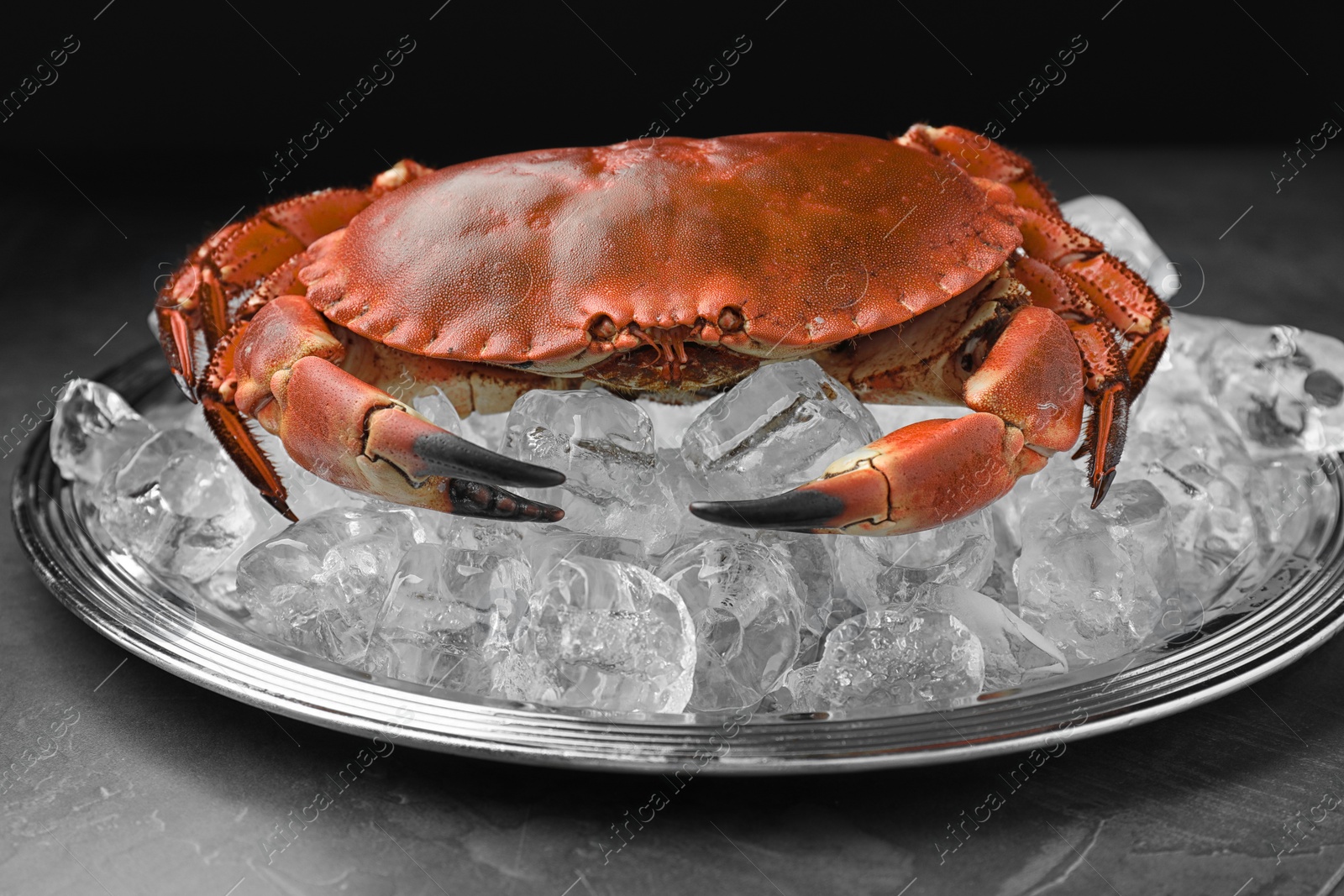 Photo of Delicious boiled crab with ice cubes on grey table, closeup