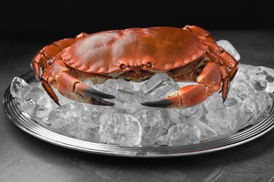 Photo of Delicious boiled crab with ice cubes on grey table, closeup