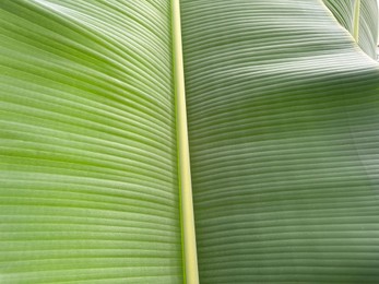 Photo of Beautiful green banana leaf as background, closeup