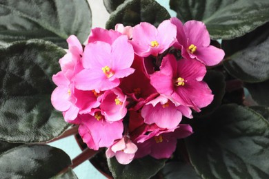 Photo of Beautiful violet flowers, closeup. Plant for house decor