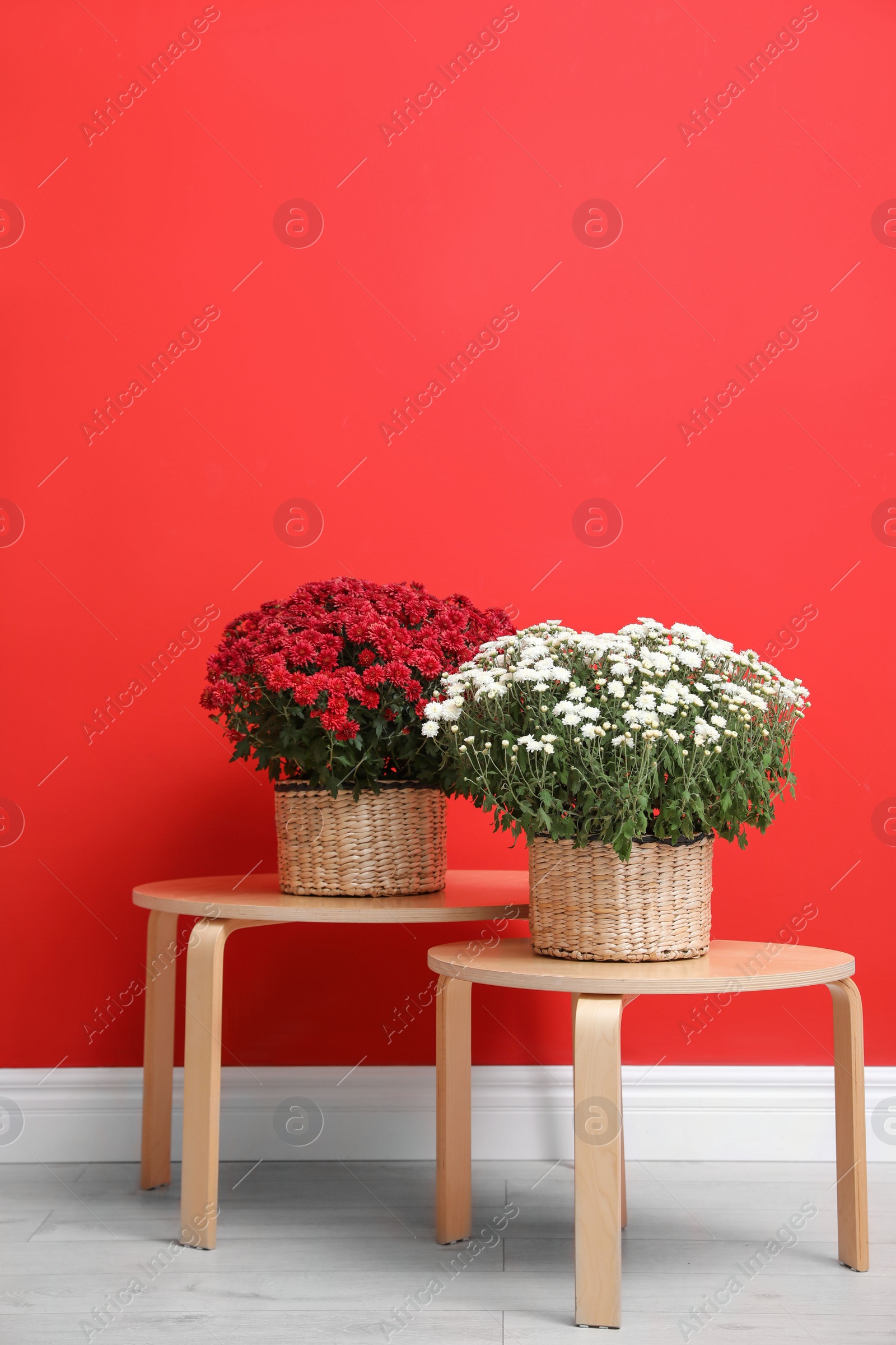 Photo of Pots with beautiful chrysanthemum flowers on wooden tables against red wall. Space for text