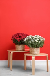 Pots with beautiful chrysanthemum flowers on wooden tables against red wall. Space for text