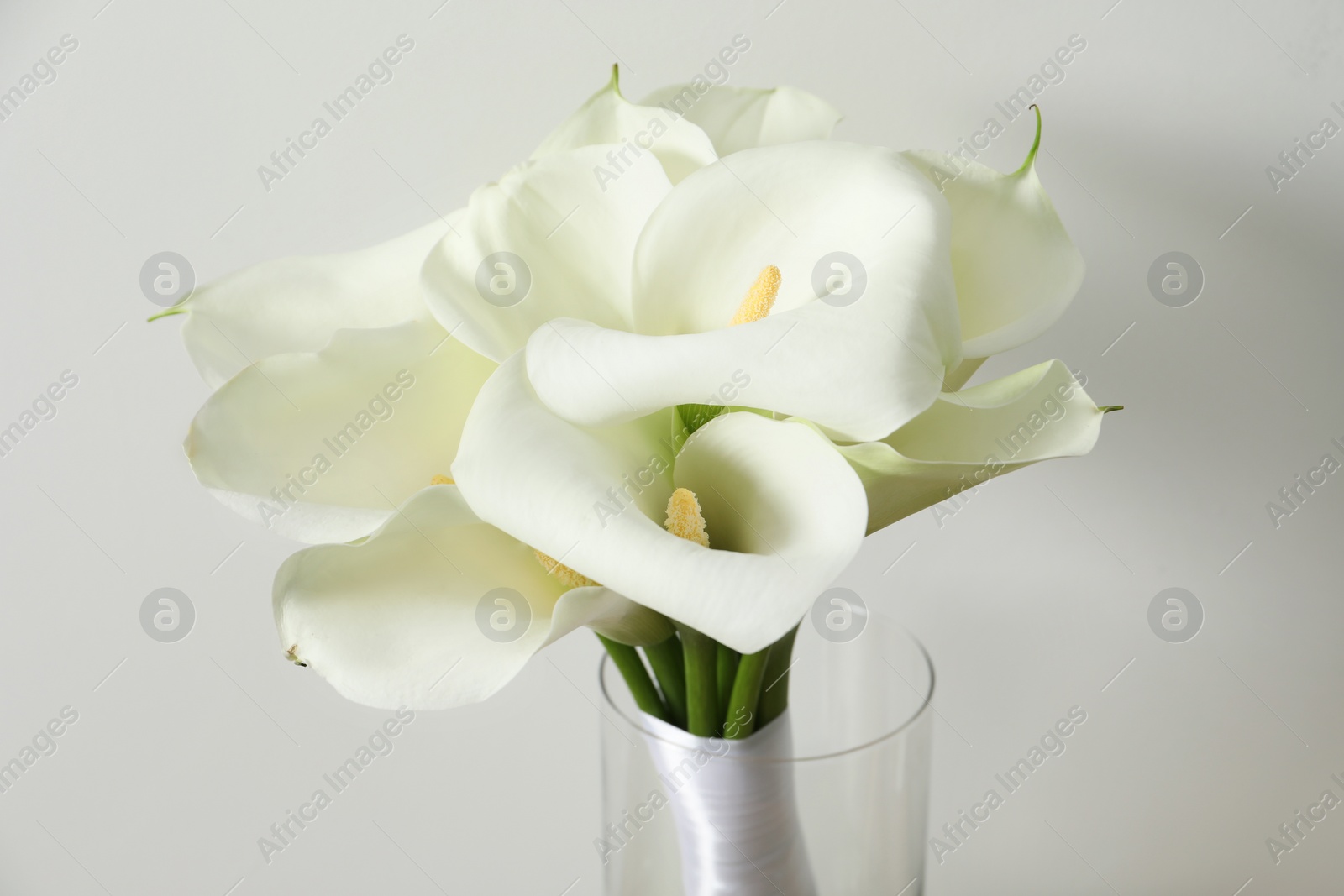 Photo of Beautiful calla lily flowers in glass vase on white background, closeup