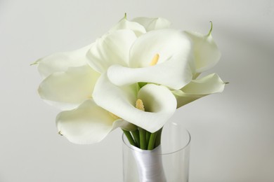 Beautiful calla lily flowers in glass vase on white background, closeup