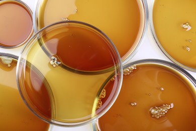 Photo of Petri dishes with color liquid samples on white background, top view