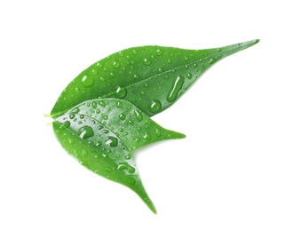 Photo of Green leaves with water drops isolated on white