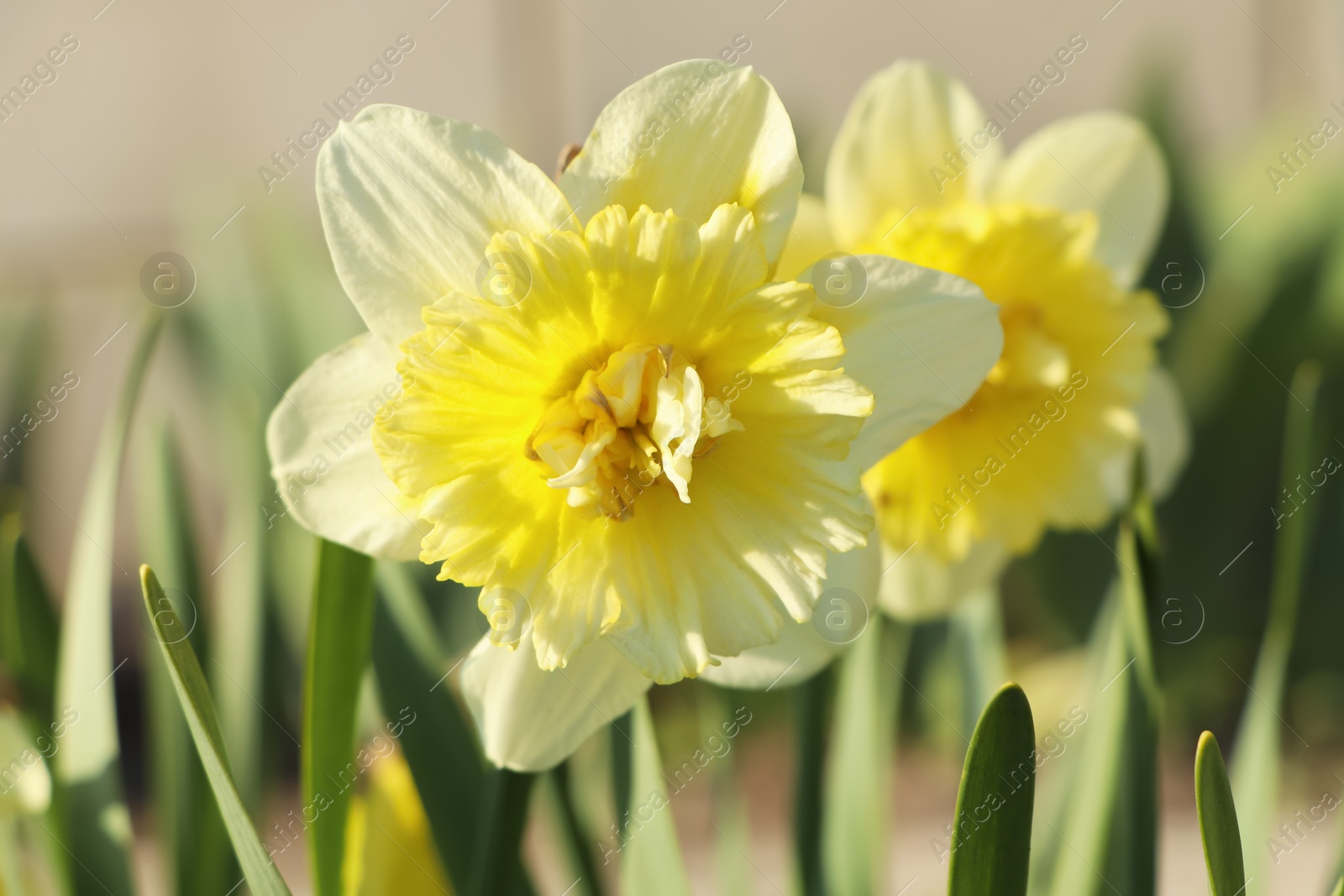 Photo of Beautiful daffodils growing in garden on sunny day, closeup