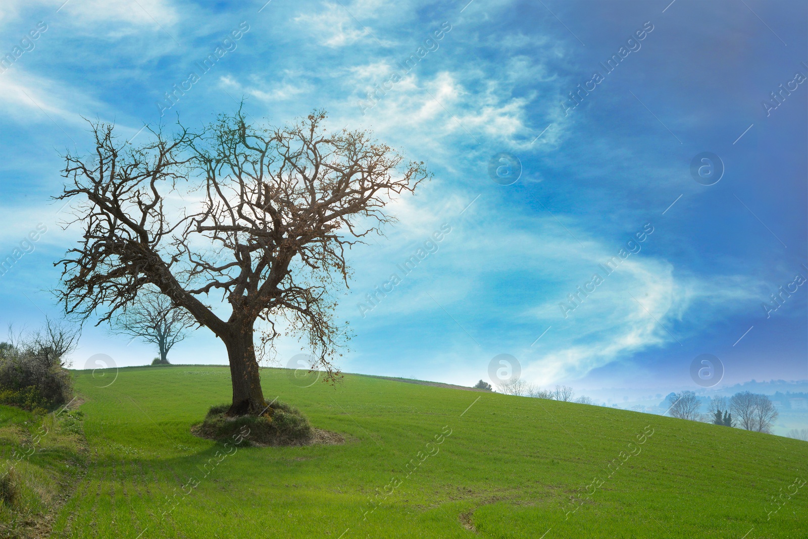 Photo of Big tree near road on beautiful green hill