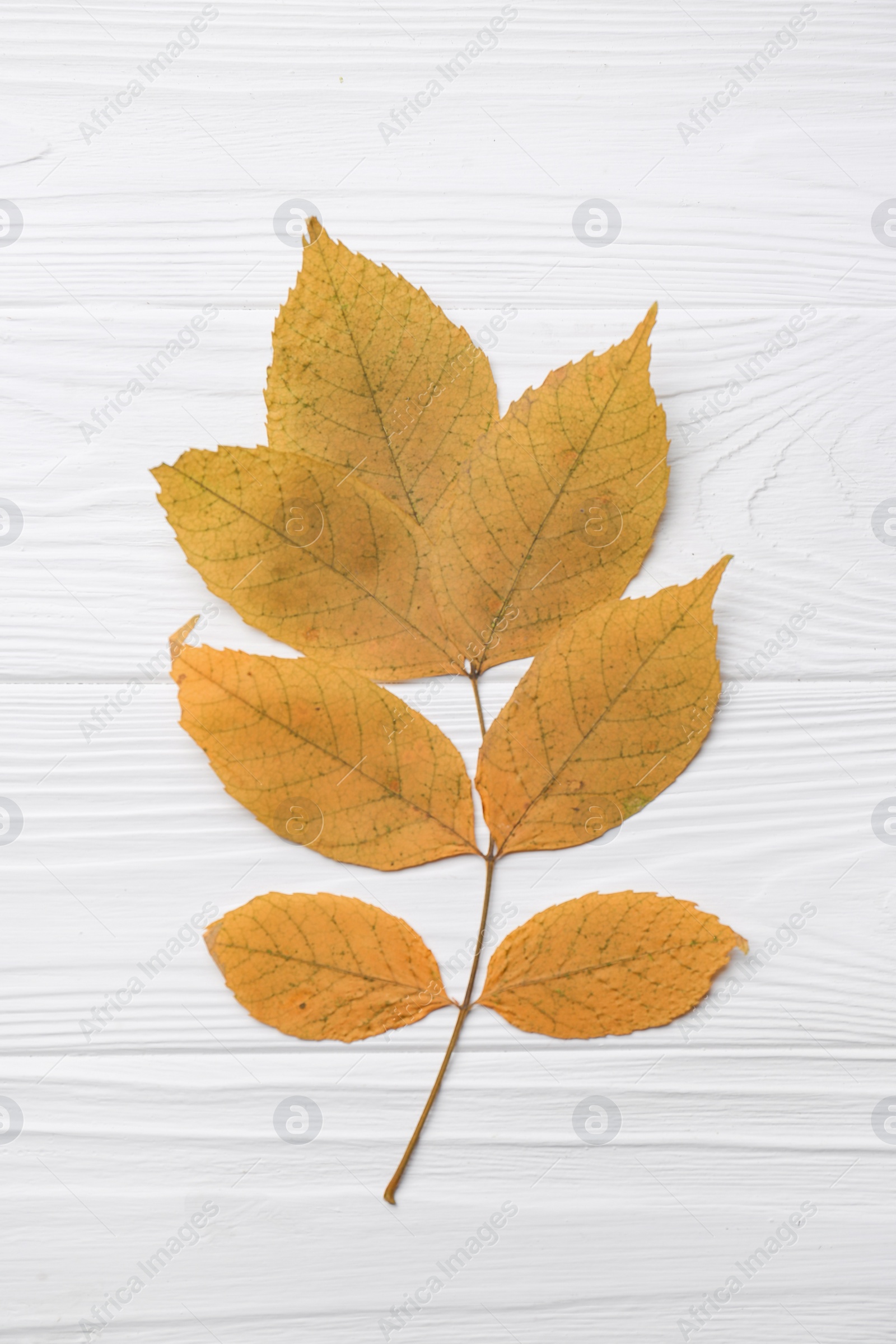 Photo of Small branch with autumn leaves on white wooden table, top view