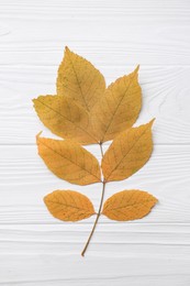 Small branch with autumn leaves on white wooden table, top view