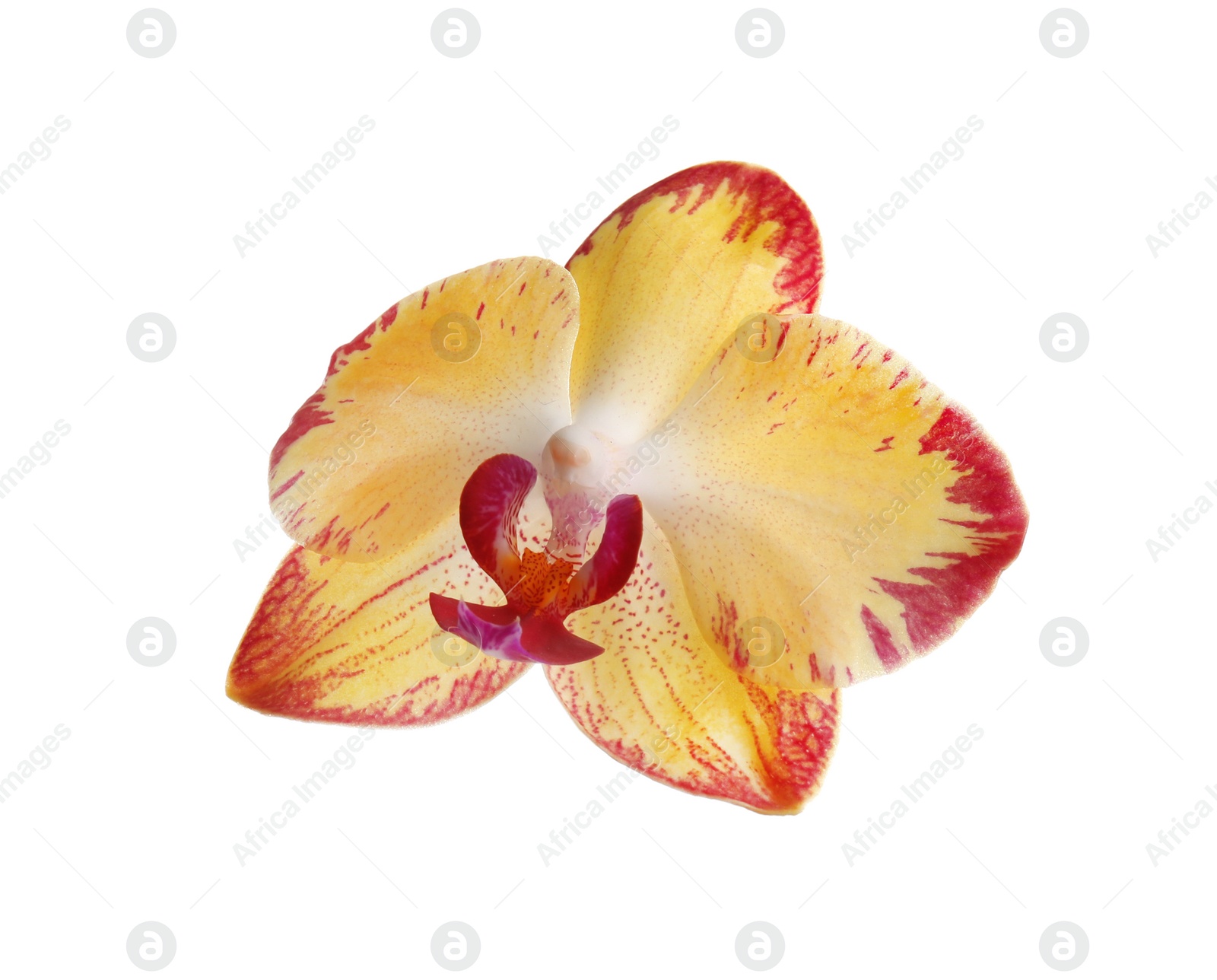 Photo of Beautiful tropical orchid flower on white background