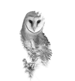 Image of Double exposure of common barn owl and trees