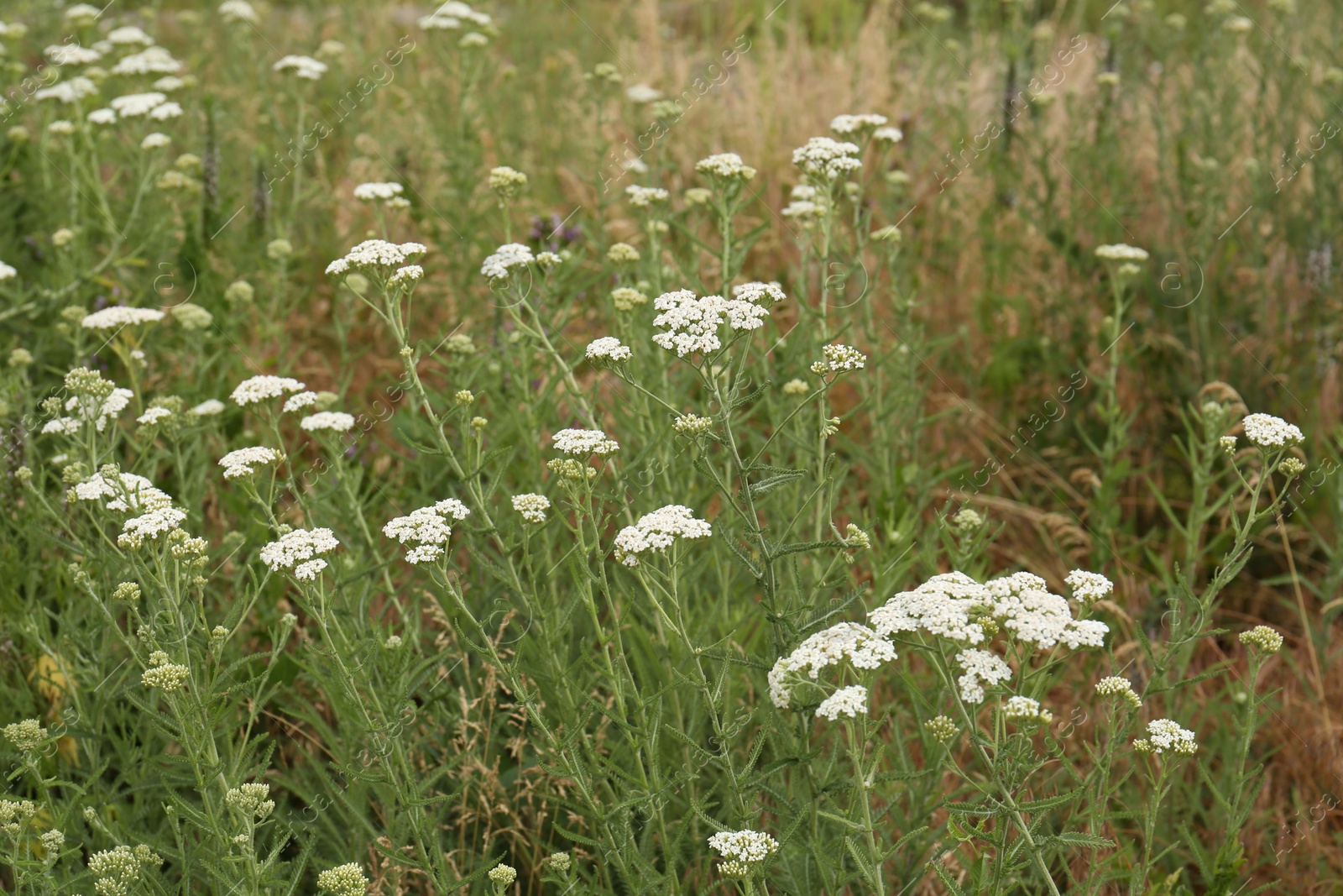 Photo of Beautiful blooming yarrow plants growing in field