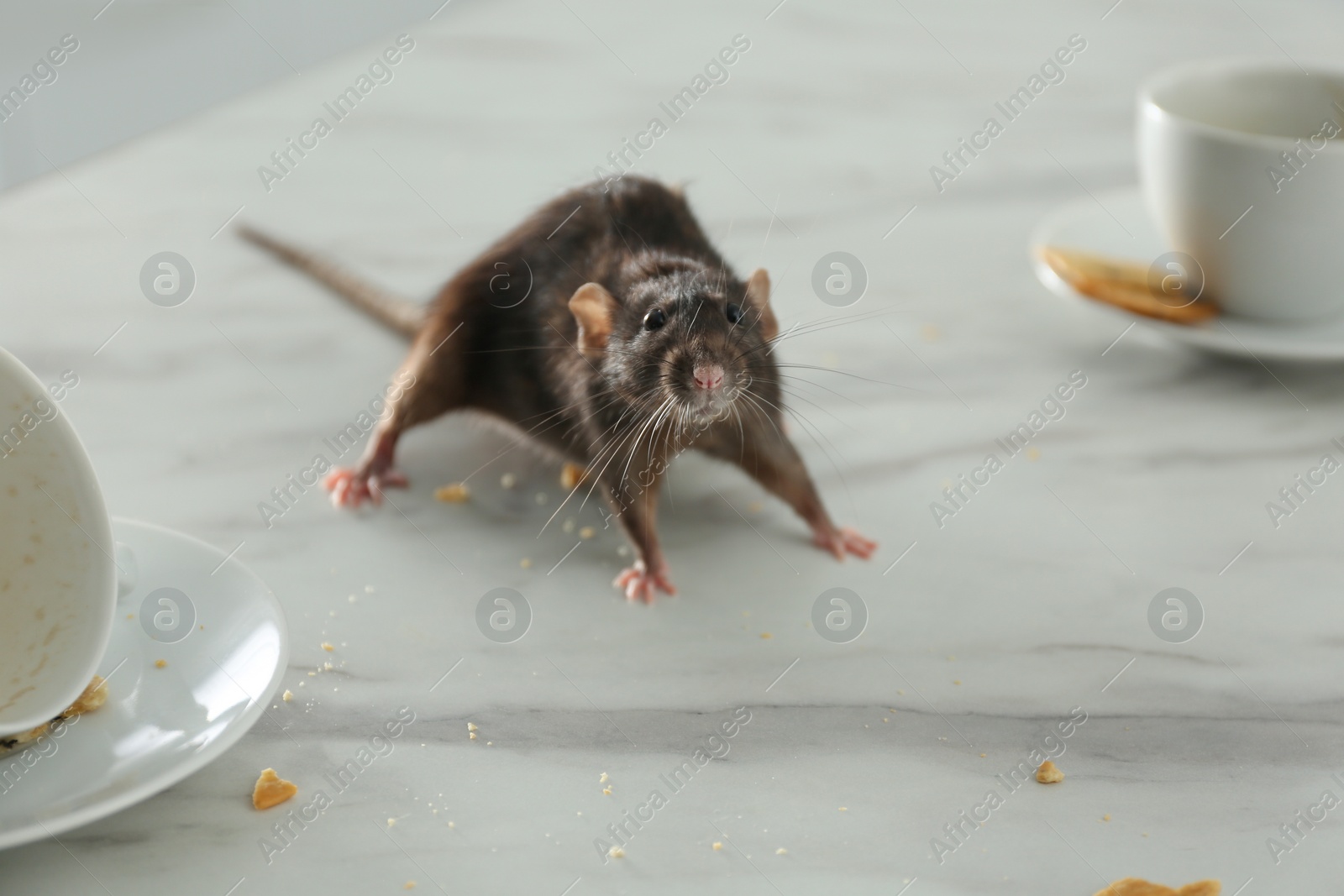 Photo of Rat near dirty dishes on table. Pest control