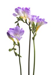 Photo of Beautiful violet freesia flowers isolated on white