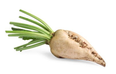 Photo of Freshly harvested sugar beet on white background