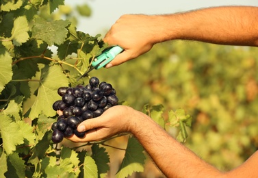 Photo of Man cutting bunch of fresh ripe juicy grapes with pruner, closeup