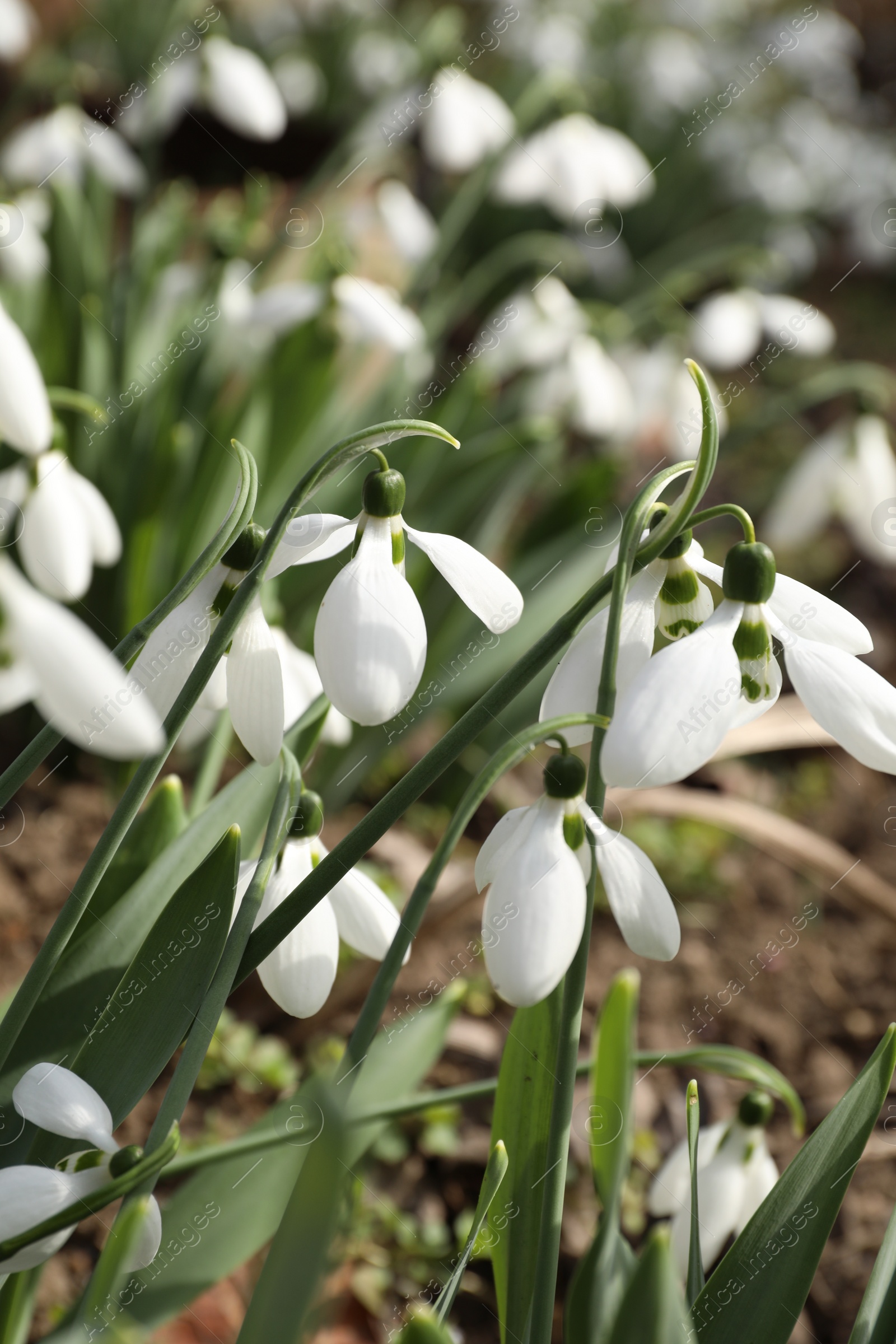 Photo of Beautiful white blooming snowdrops growing outdoors, closeup