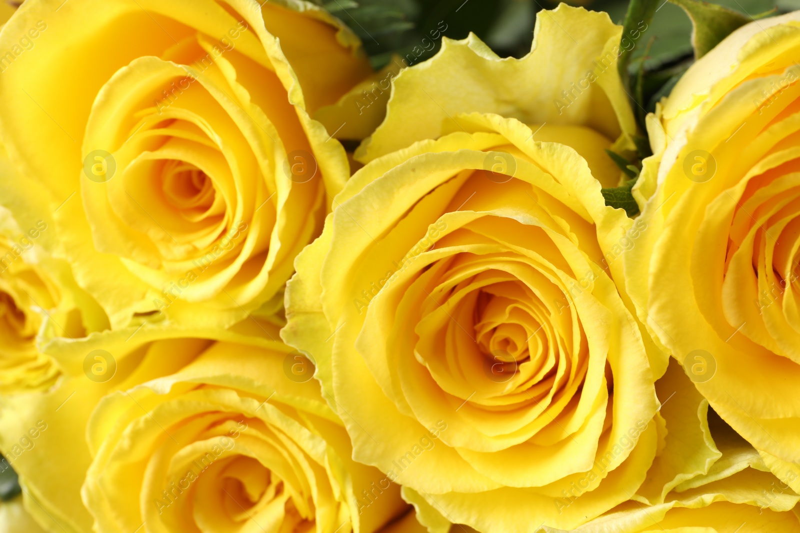 Photo of Beautiful bouquet of yellow roses, closeup view