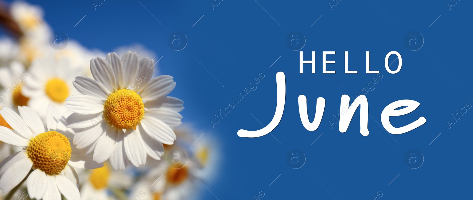 Image of Hello June. Beautiful blooming chamomiles on blue background, banner design 