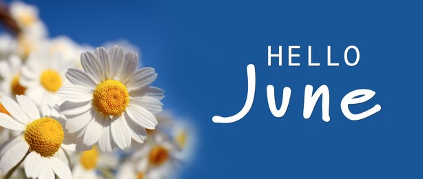 Hello June. Beautiful blooming chamomiles on blue background, banner design 