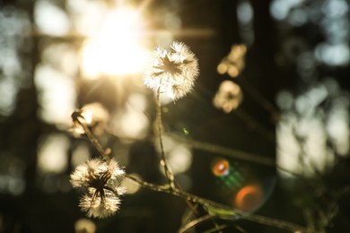 Photo of Beautiful view of plant growing in forest at sunset, closeup