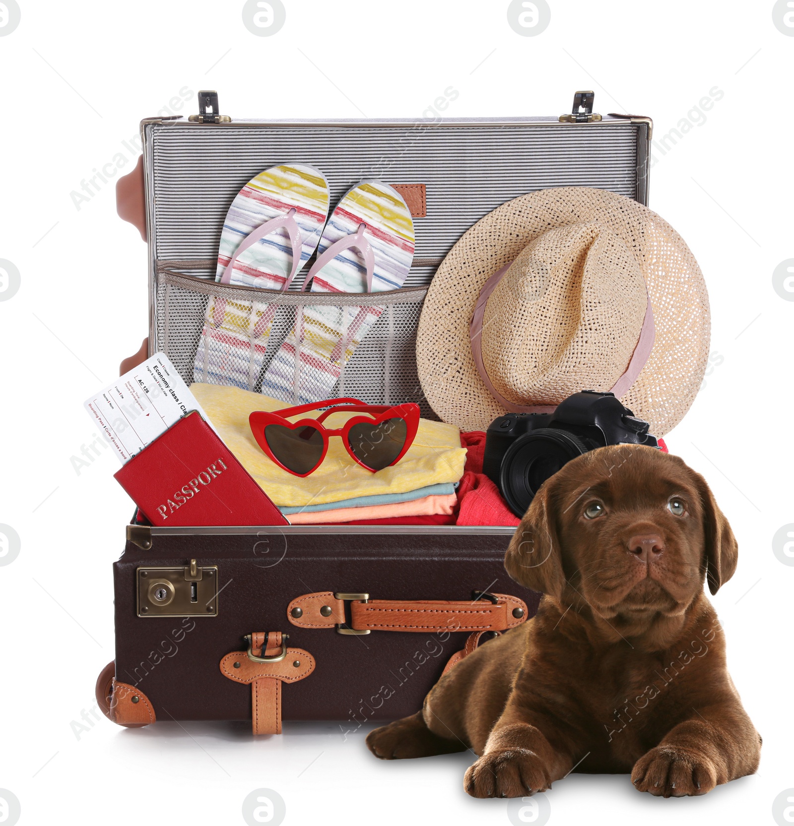 Image of Cute dog and old fashioned suitcase packed for journey on white background. Travelling with pet