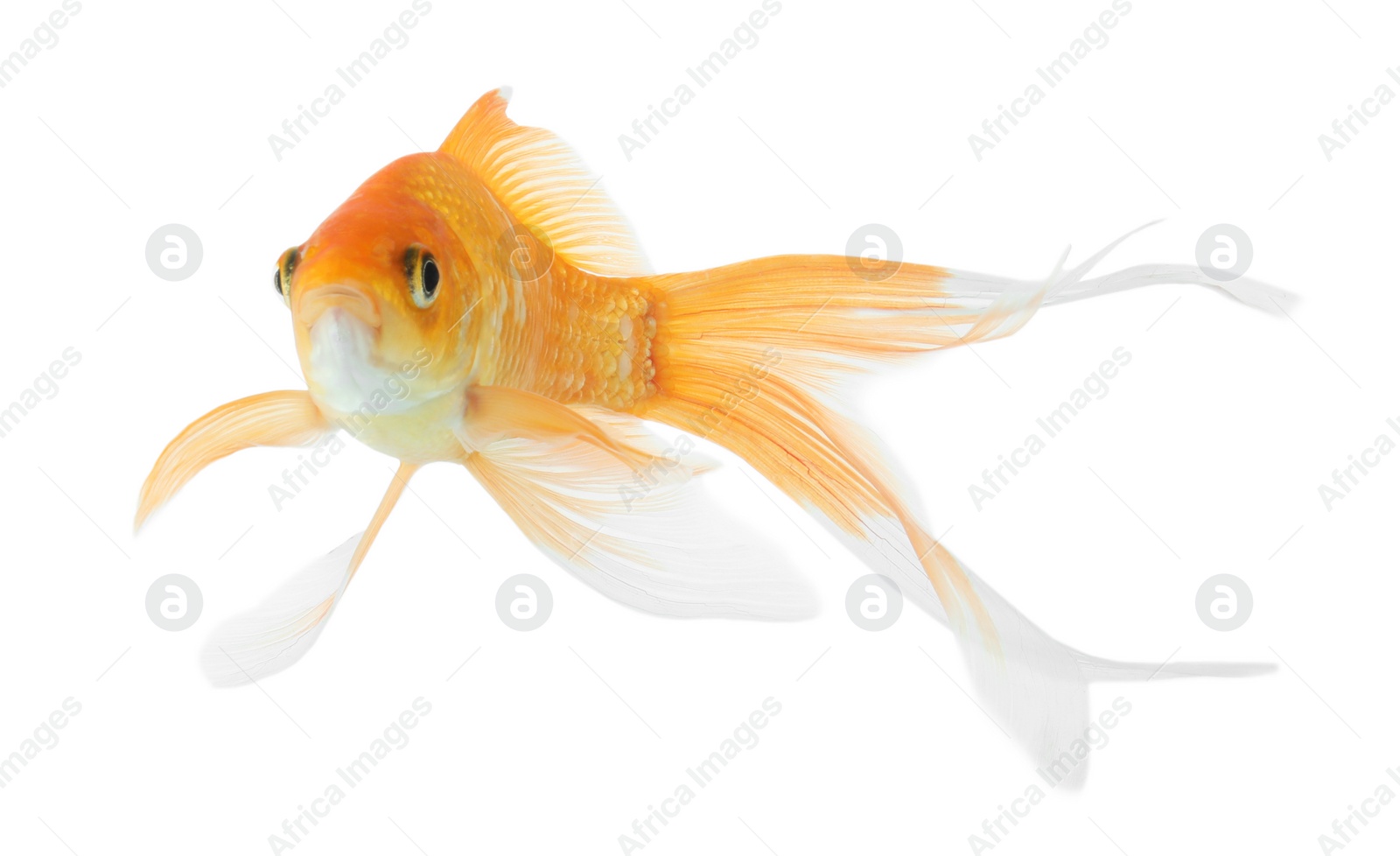 Photo of Beautiful bright small goldfish isolated on white