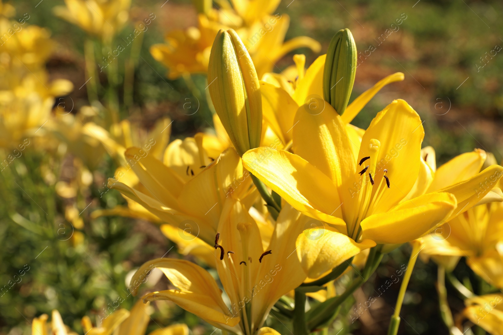 Photo of Beautiful yellow lilies in blooming field on summer day