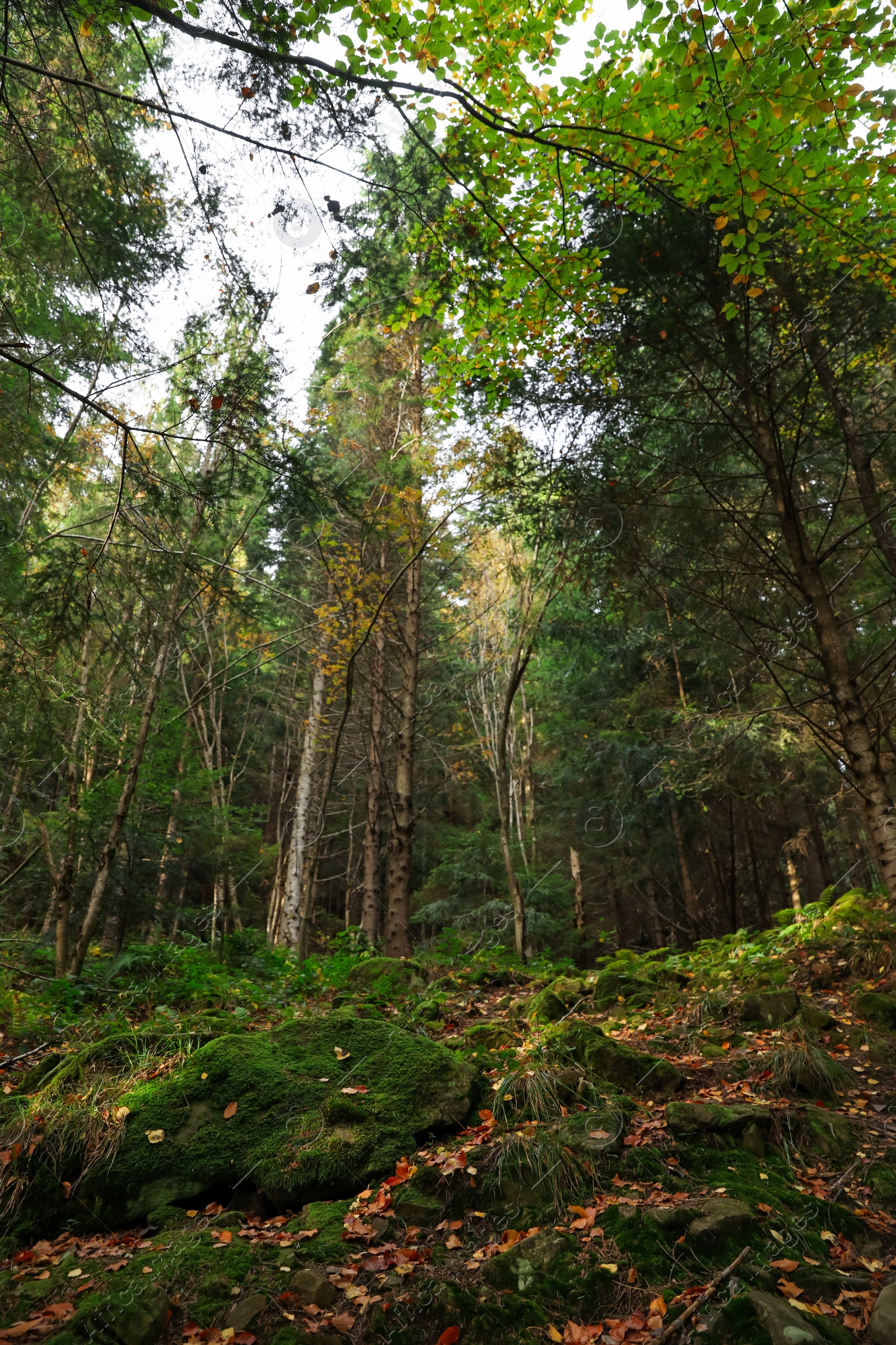 Photo of Picturesque view of trees and moss on stones in beautiful forest