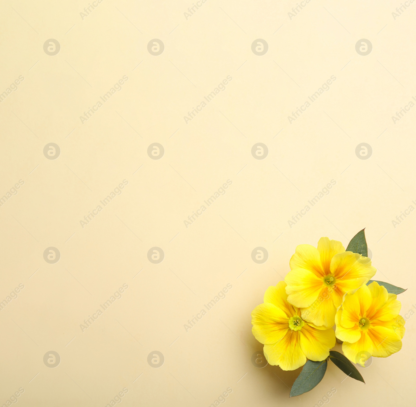 Photo of Primrose Primula Vulgaris flowers on beige background, top view with space for text. Spring season