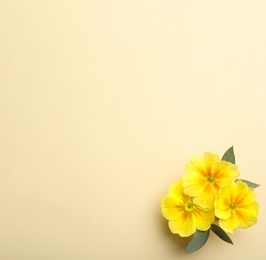 Photo of Primrose Primula Vulgaris flowers on beige background, top view with space for text. Spring season
