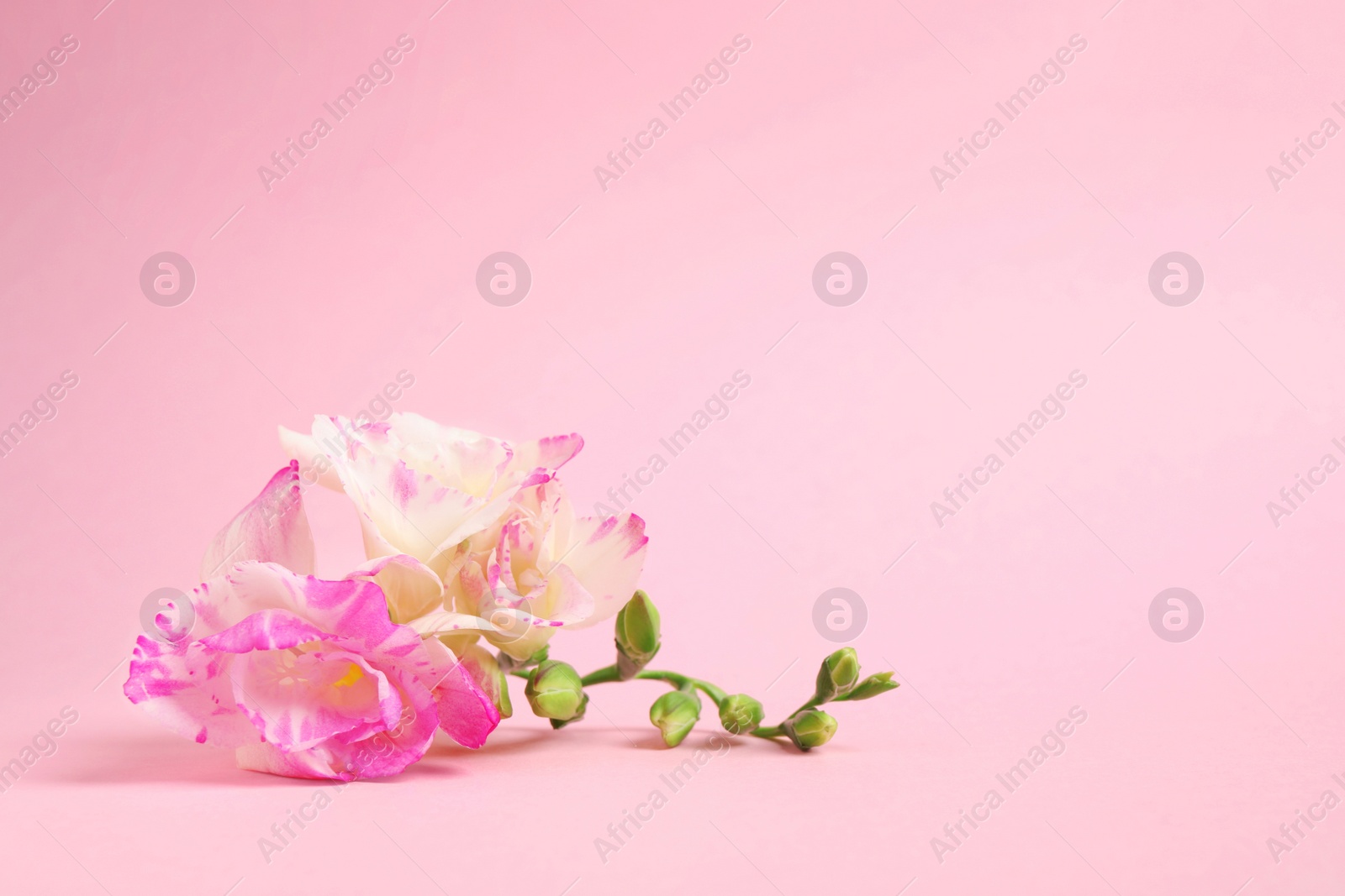 Photo of Beautiful blooming freesias on pink background. Space for text