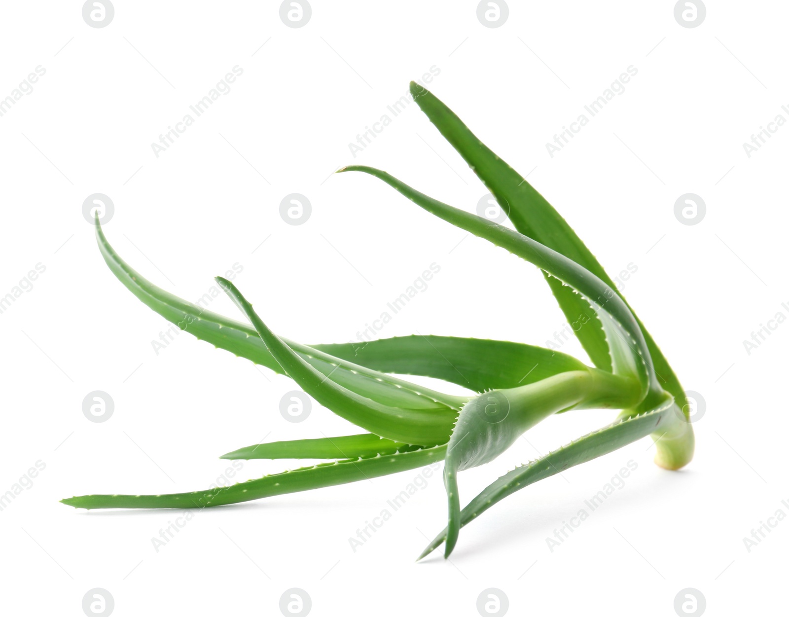 Photo of Aloe vera with green leaves on white background