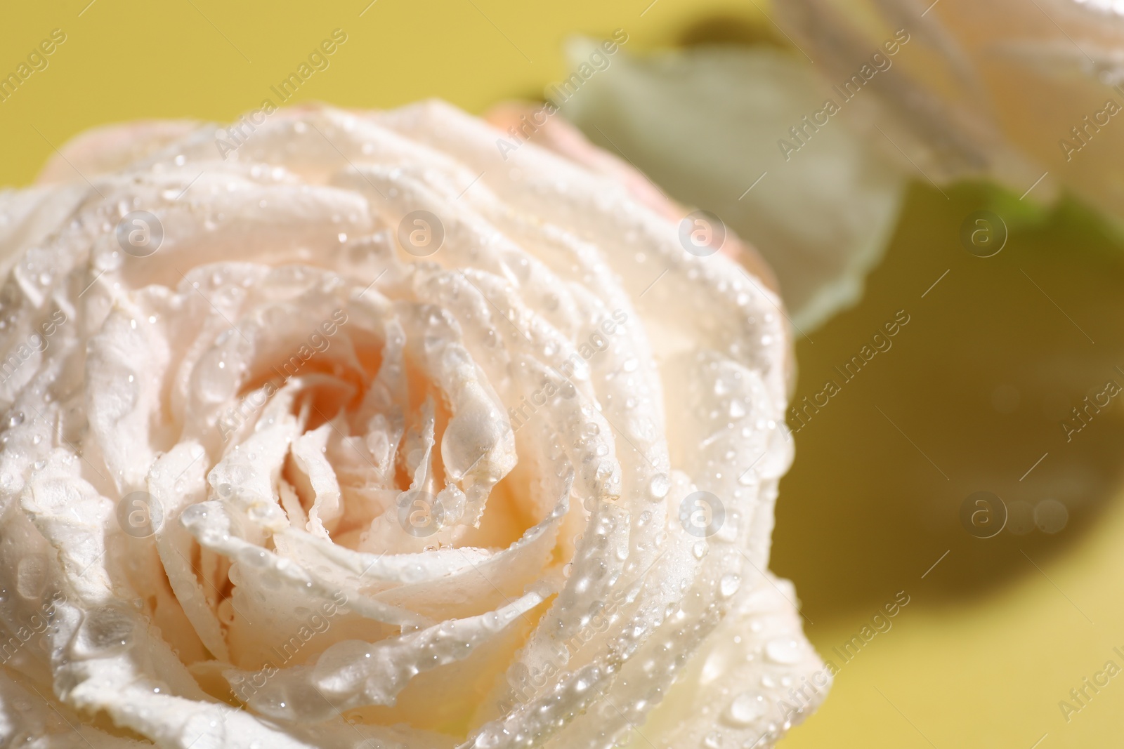 Photo of Beautiful rose flower with water drops on pale yellow, closeup