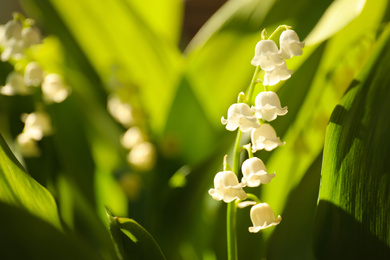Photo of Beautiful lily of the valley in spring garden, closeup