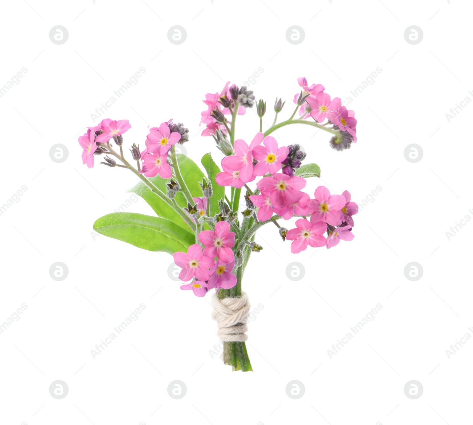 Photo of Bouquet of beautiful pink Forget-me-not flowers isolated on white